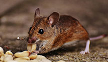 24 Hour & Emergency Exterminators in Serafina, NM